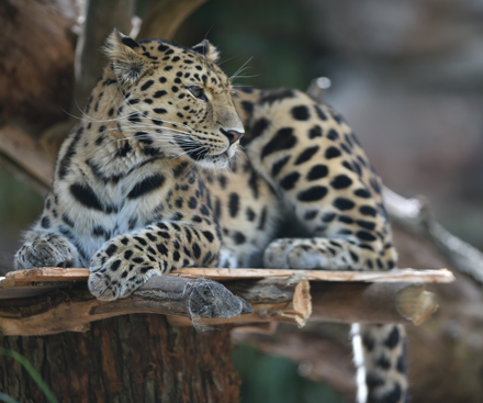 Beauval Zoo